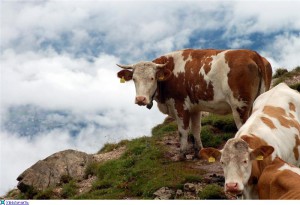 Лечение геморрагического мастита у коров