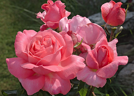 Лечебные свойства розы